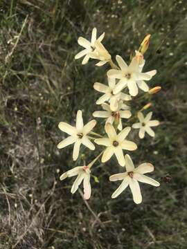 Image of Ixia paniculata D. Delaroche