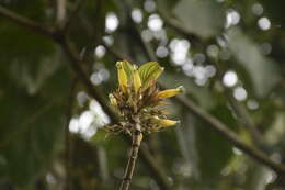 Image of Columnea atahualpae J. F. Smith & L. E. Skog