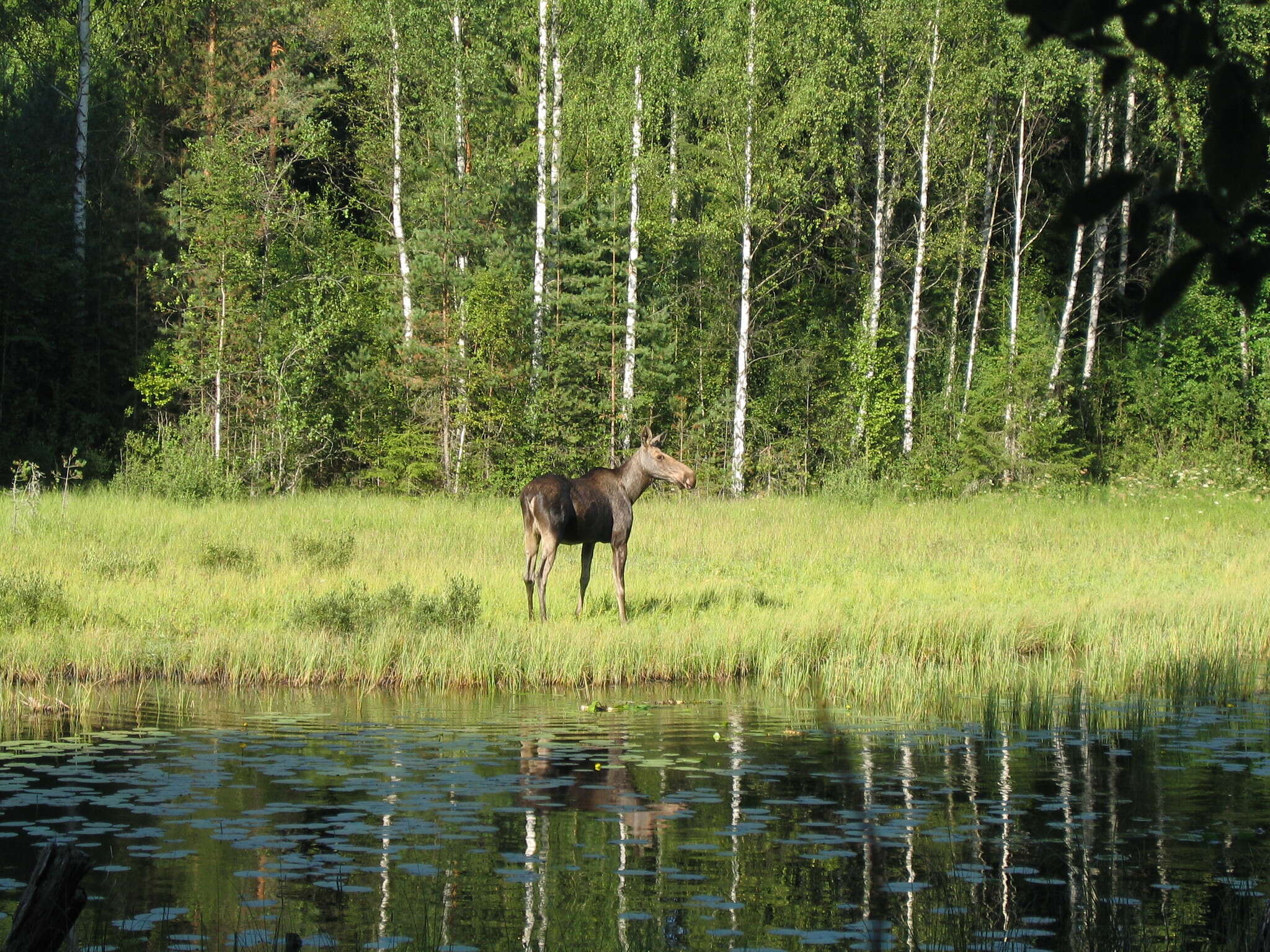 Image of Elk