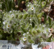 Plancia ëd Cryptantha crassisepala (Torr. & Gray) Greene