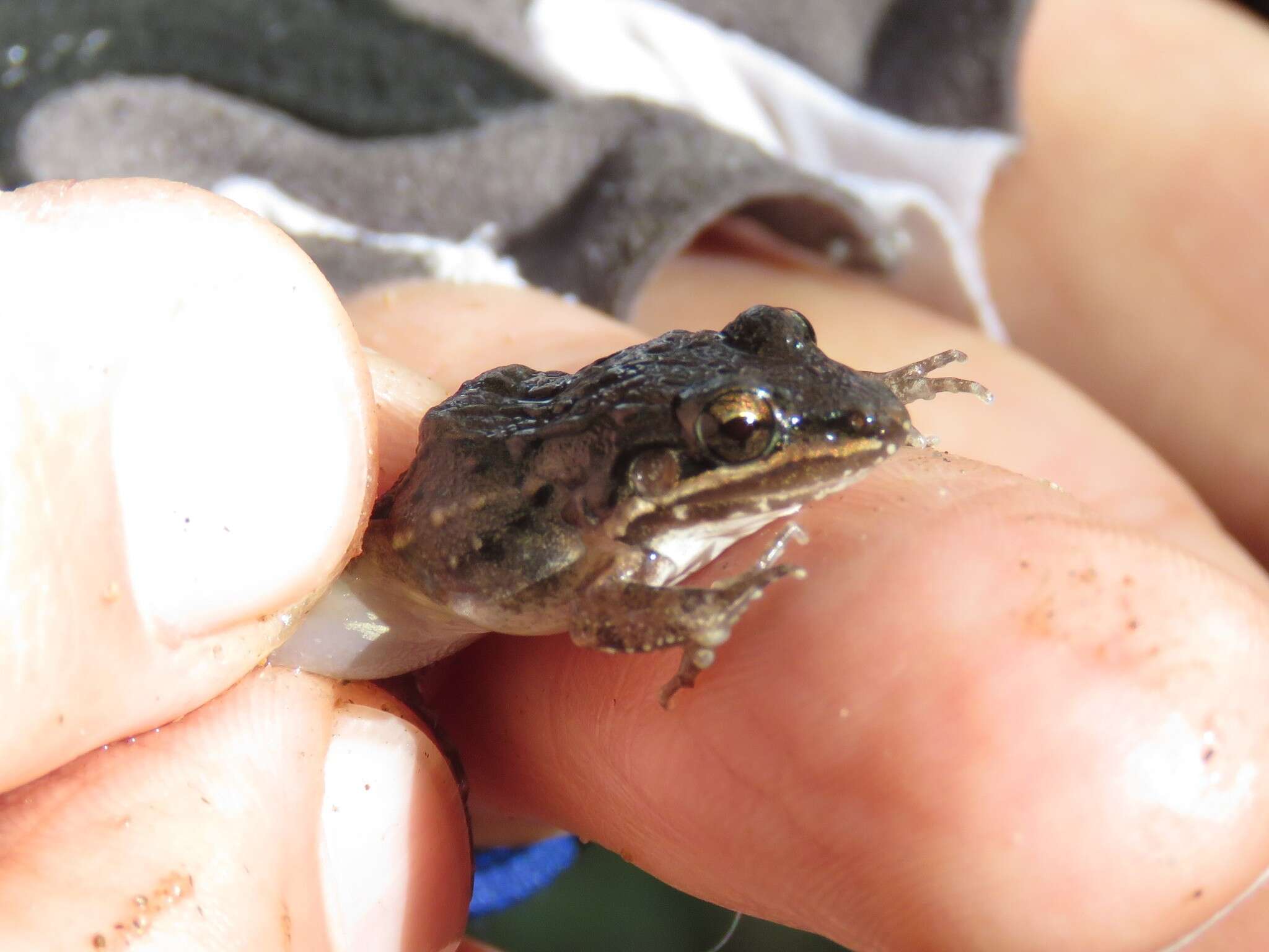 Imagem de Leptodactylus fragilis (Brocchi 1877)