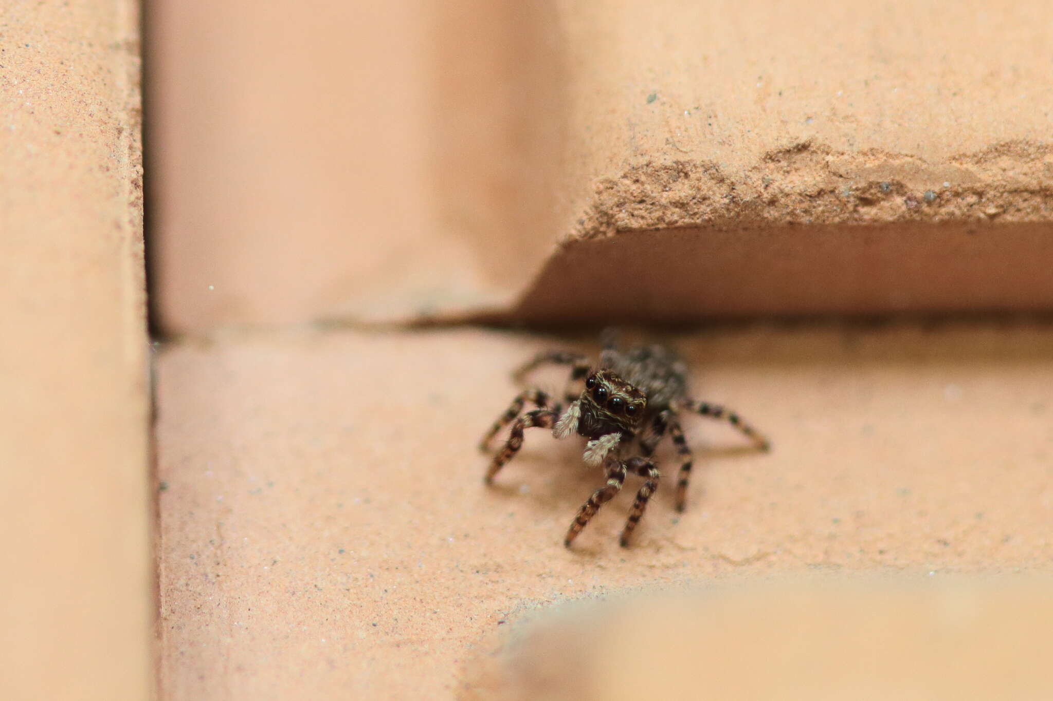 Imagem de Pseudeuophrys erratica (Walckenaer 1826)