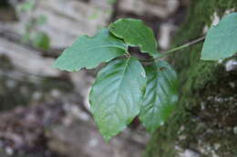 Image of Euonymus leiophloeus Stev.