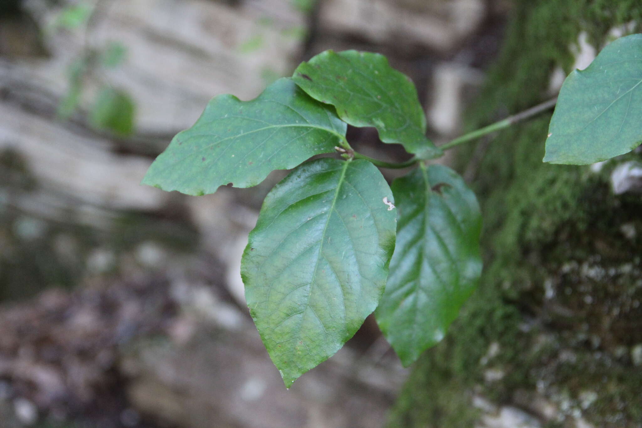 صورة Euonymus leiophloeus Stev.