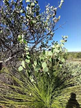 Imagem de Hakea petiolaris Meissn.