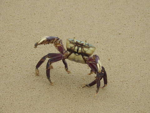 Image of swamp ghost crab