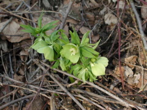 Image of Fragrant hellebore