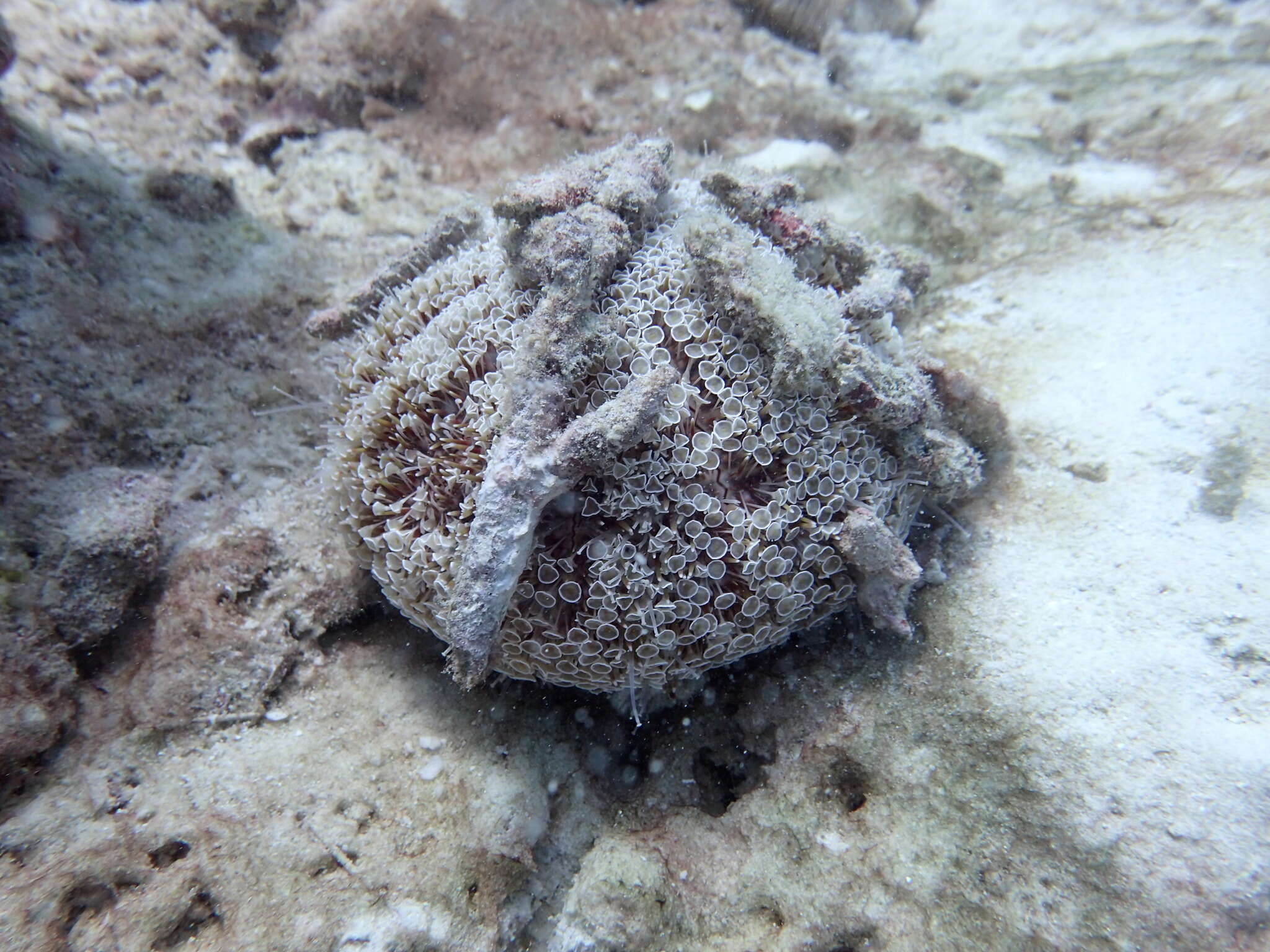 Image of Flower urchin