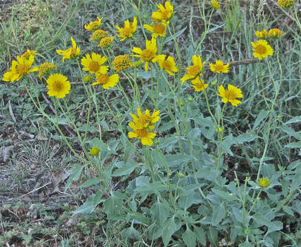 Image of Golden Crownbeard