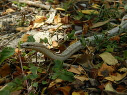 Image of Antiguan Racer