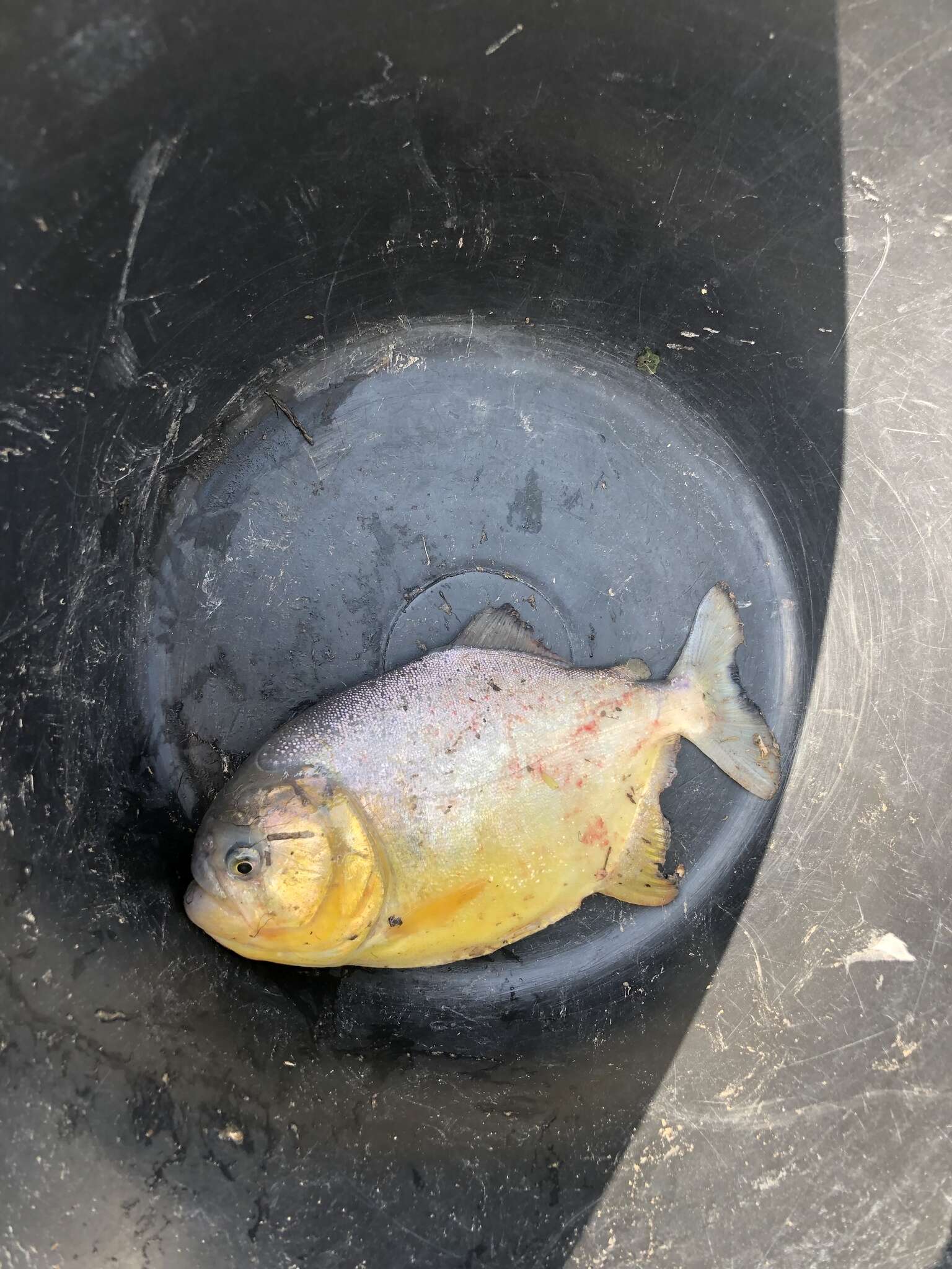 Image of Red-bellied piranha