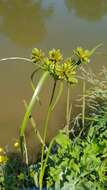 Image of Pond Flat Sedge