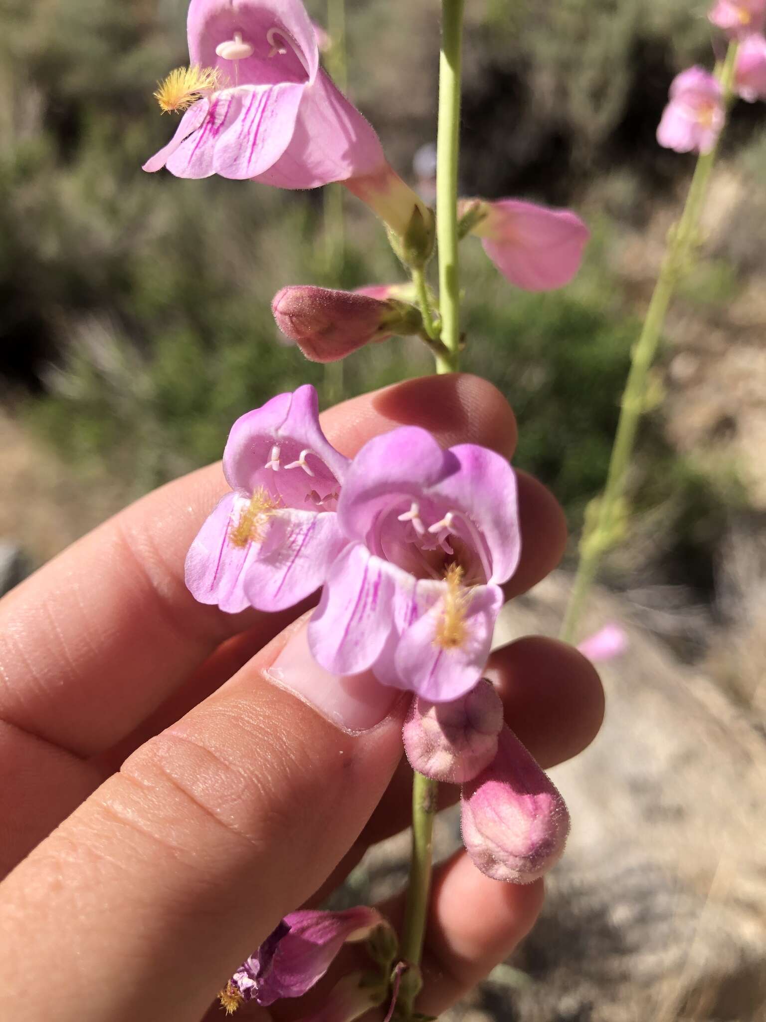 Image of Wassuk Range beardtongue