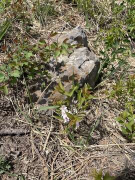 Image of Prunus humilis Bunge