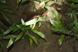 Image of Zigzag-lined Water Snake