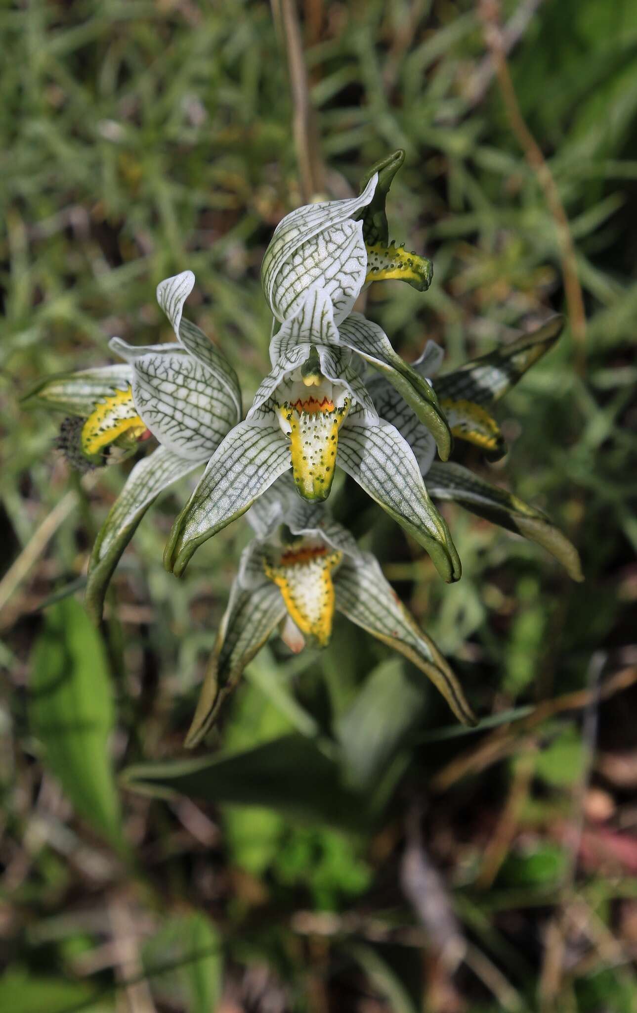 Plancia ëd Chloraea magellanica Hook. fil.