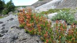 Image of Aleutian Mountain-Heath