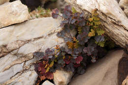 Image of alpine meadow-rue