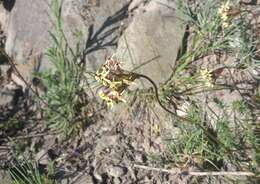 Image of Glandularia araucana (Phil.) Botta