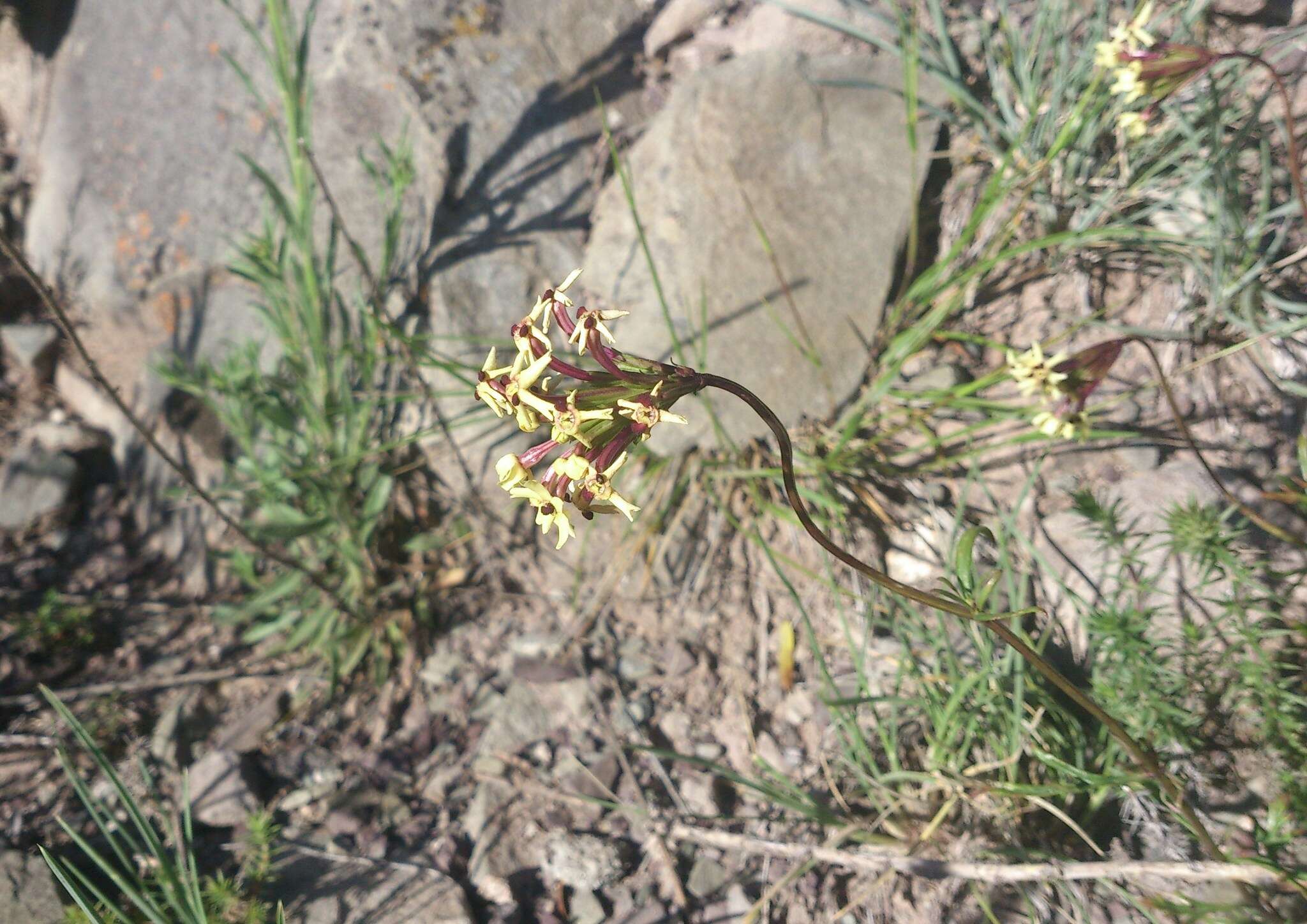 Image of Glandularia araucana (Phil.) Botta