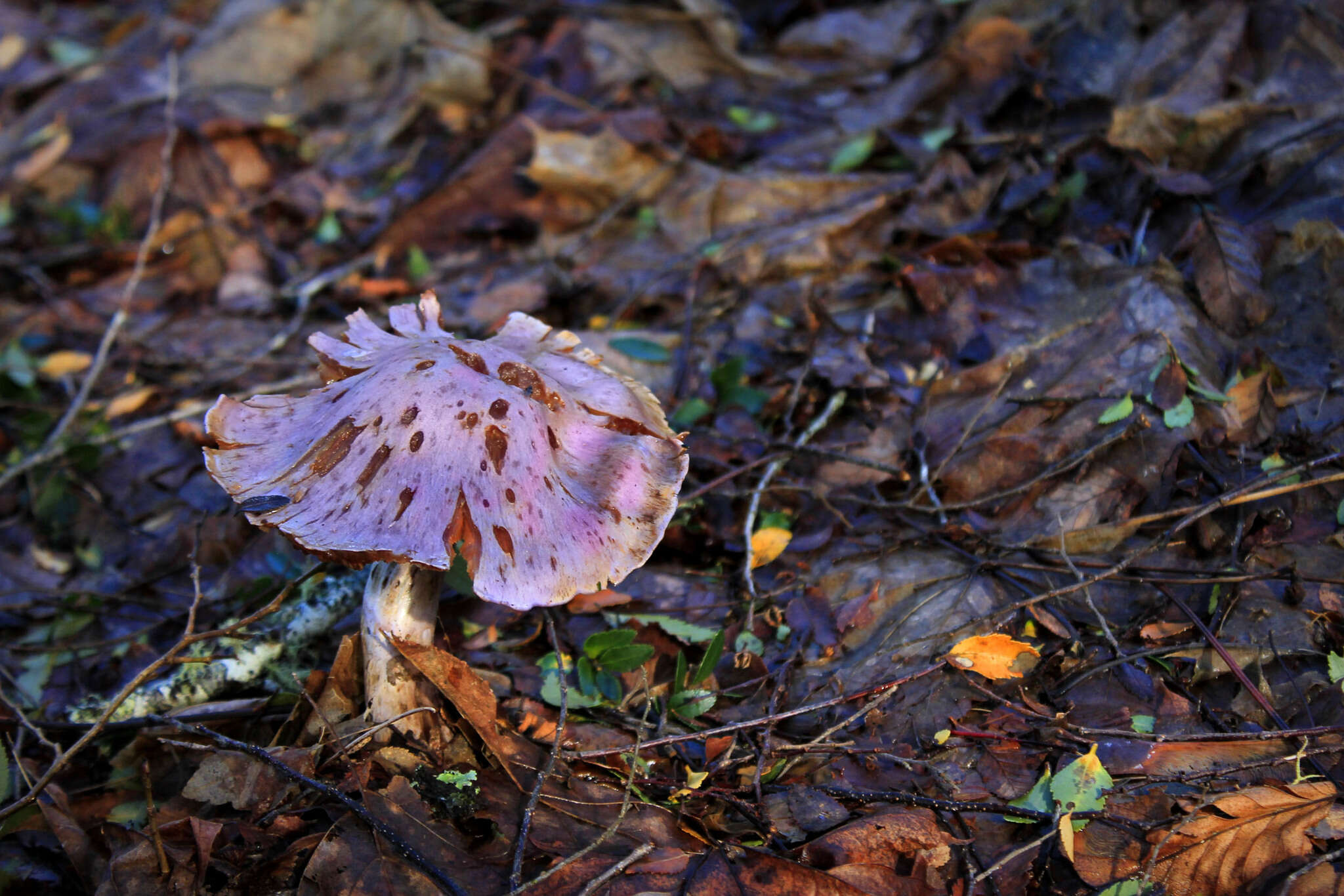 Image of Cortinarius lebre Garrido 1988