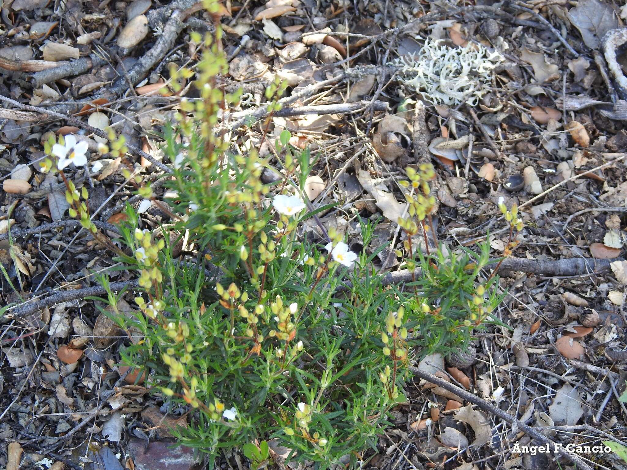 صورة Halimium umbellatum subsp. viscosum (Willk.) O. Bolós & Vigo