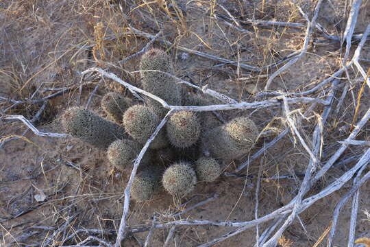 Image of Mammillaria hutchisoniana (H. E. Gates) Boed.