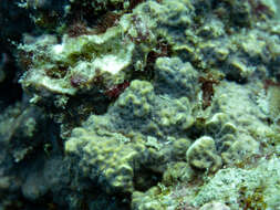 Image of Branched Sandpaper Coral