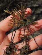 Image of American climacium moss