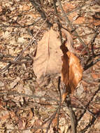 Imagem de Quercus bicolor Willd.