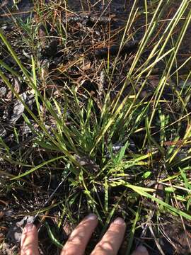 Image of pineland rayless goldenrod