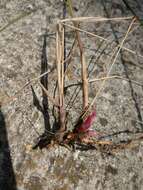 Plancia ëd Achnatherum calamagrostis (L.) P. Beauv.