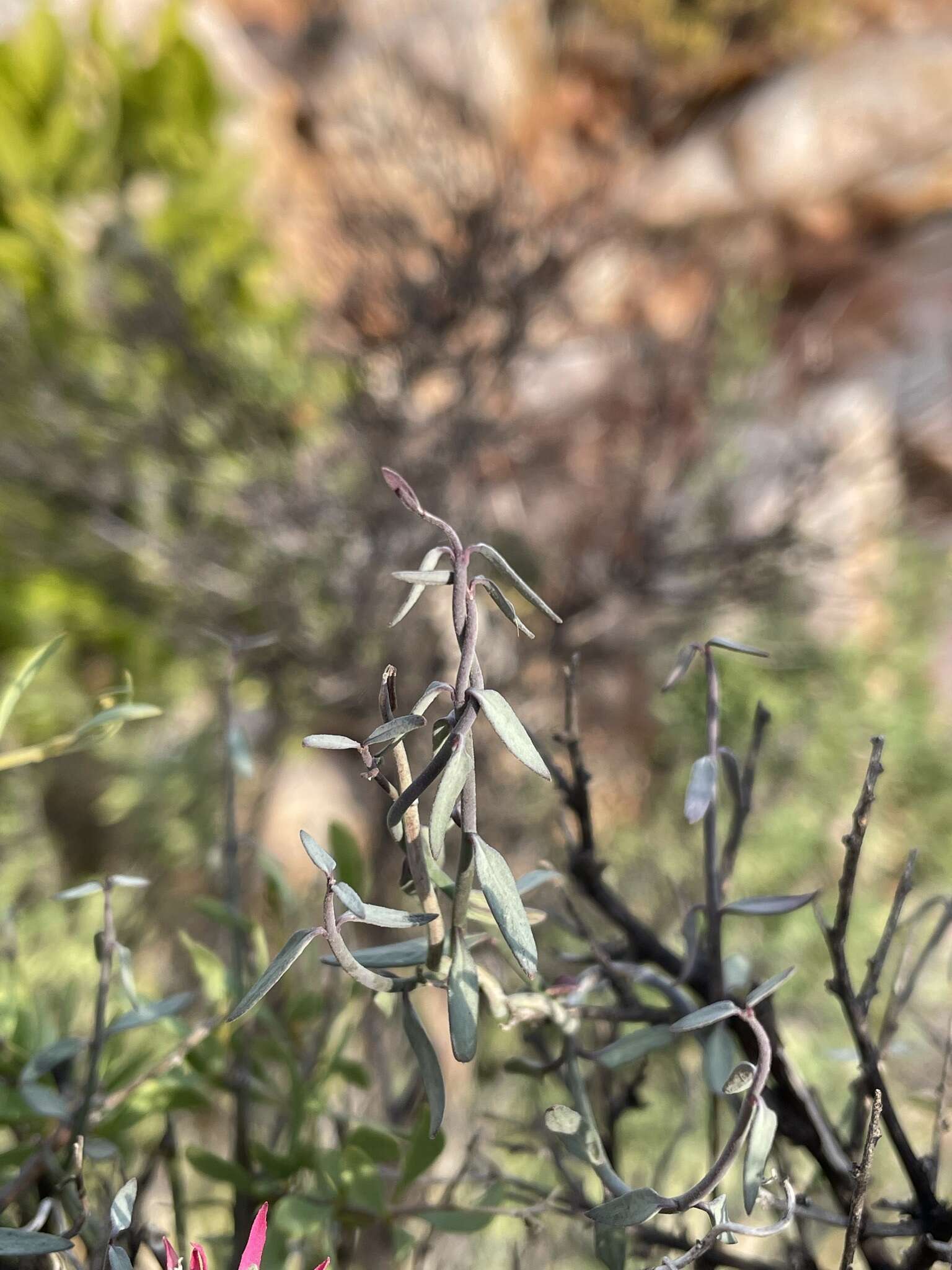 Image of Microloma calycinum E. Mey.