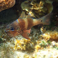 Image of Norfolk cardinalfish