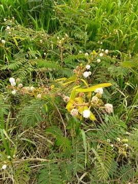 Image of Sensitive weed