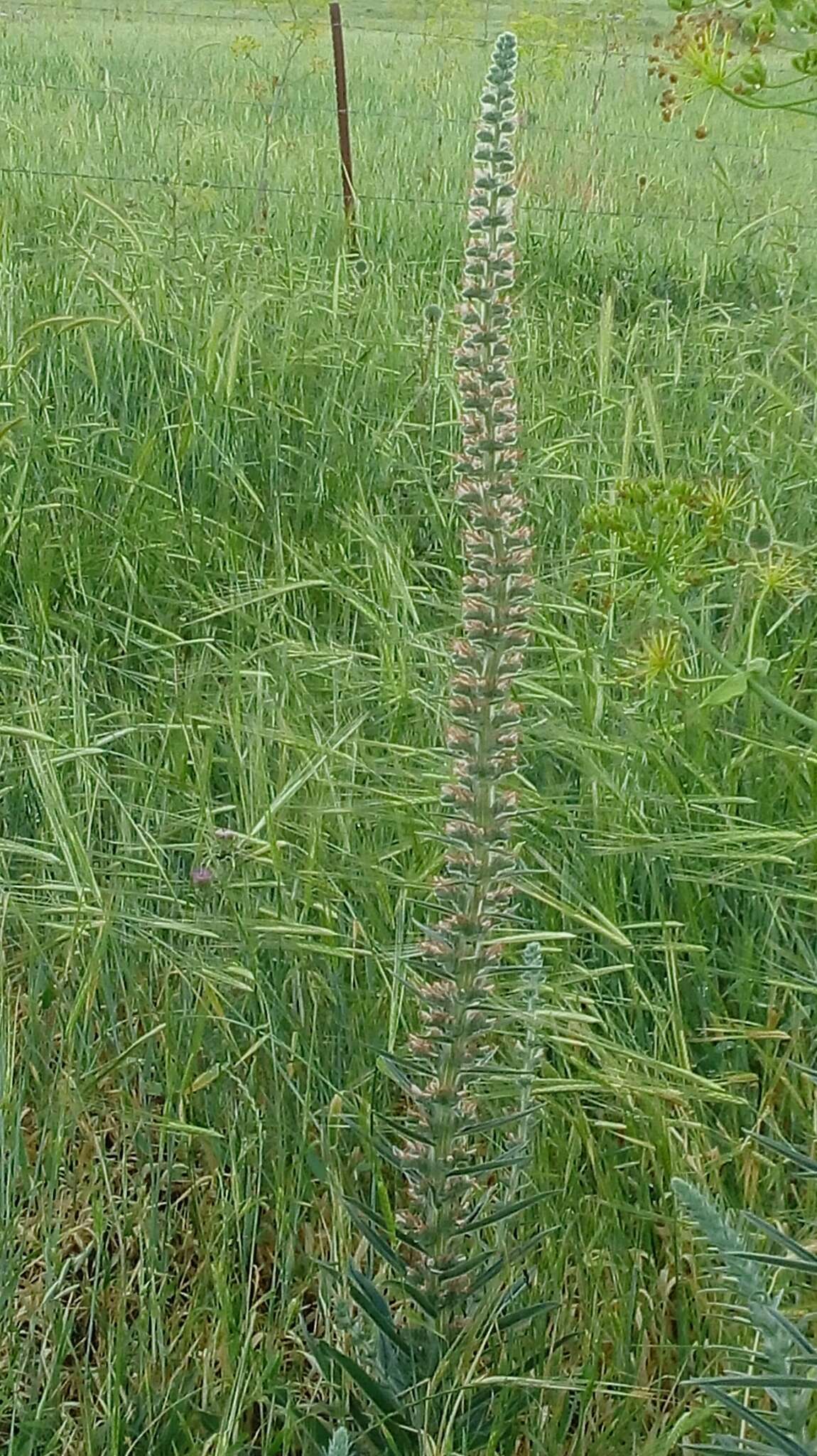 Echium glomeratum Poir.的圖片