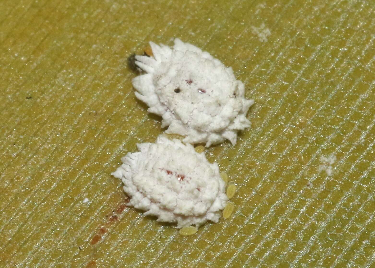 Image of Buff coconut mealybug