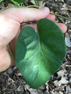 Image de Matelea carolinensis (Jacq.) R. E. Woodson