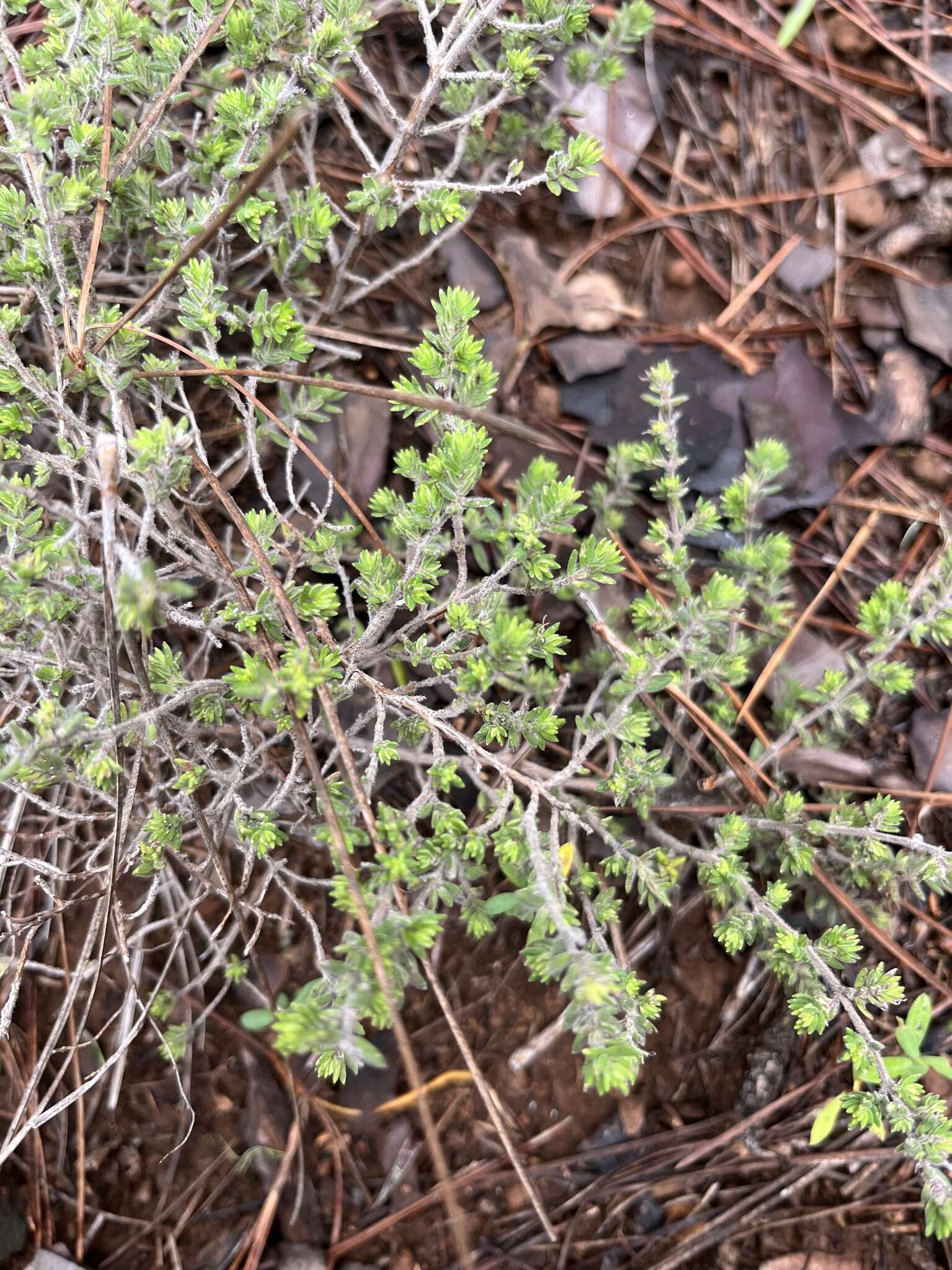 Image of Micromeria hyssopifolia Webb & Berthel.