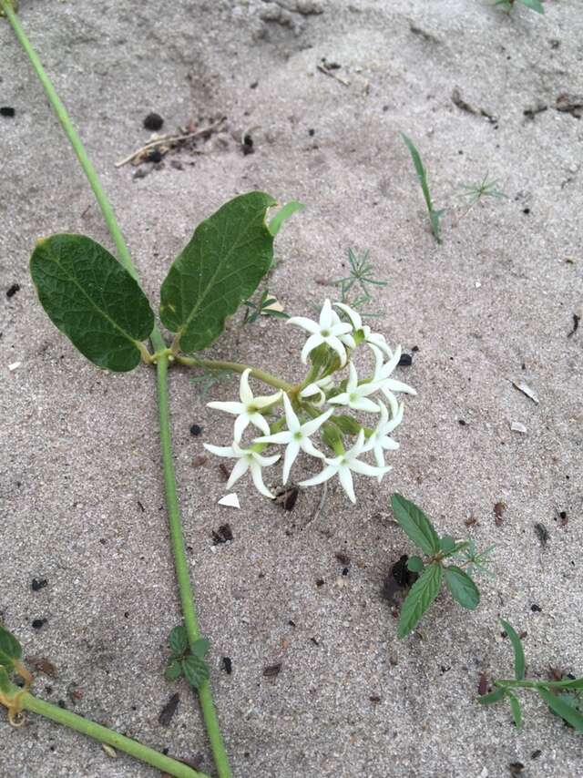 Image of Orthanthera jasminiflora (Decne.) Schinz