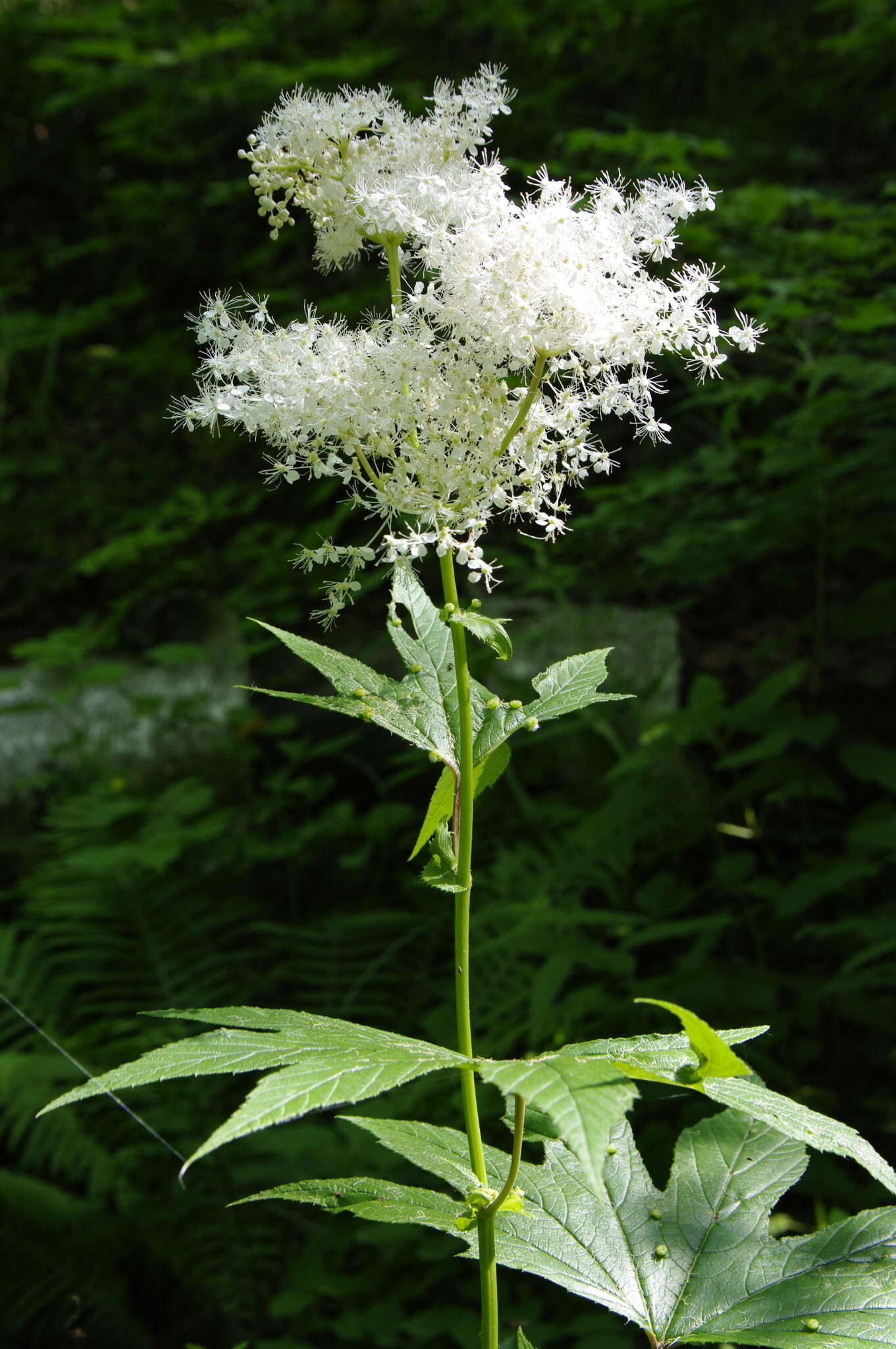 Image of Filipendula palmata (Pall.) Maxim.