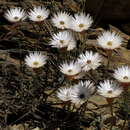 Image of Helichrysum lancifolium (Thunb.) Willd.