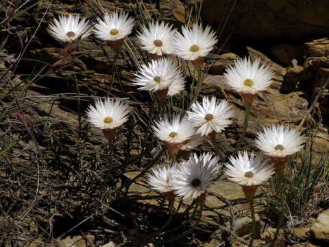 Image of Helichrysum lancifolium (Thunb.) Willd.