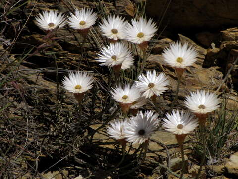 Plancia ëd Helichrysum lancifolium (Thunb.) Willd.