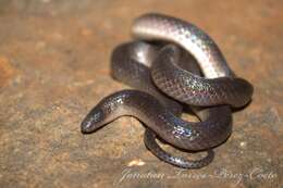 Image of Peters' Earth Snake