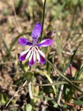 Image of Lapeirousia jacquinii N. E. Br.