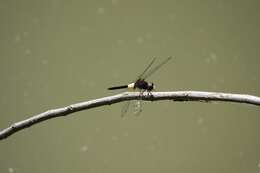 Image of Pseudothemis jorina Förster 1904