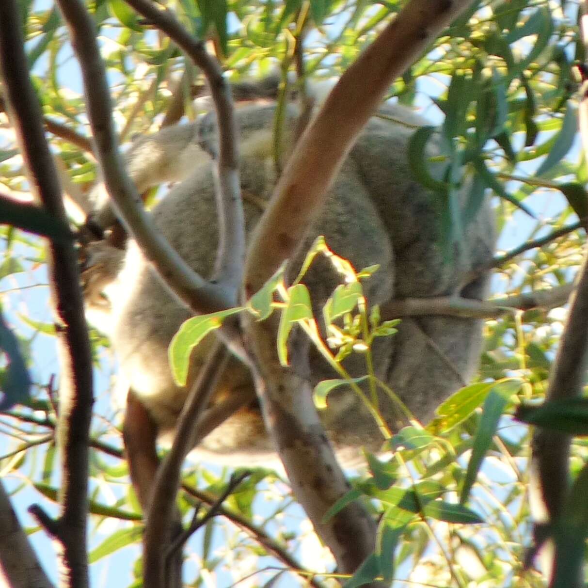 Image of koalas