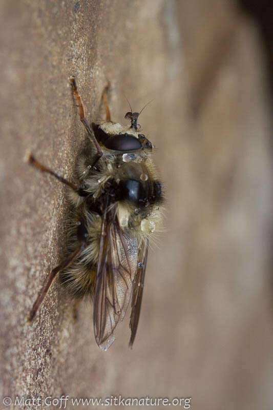 Image de Criorhina bubulcus (Walker 1849)