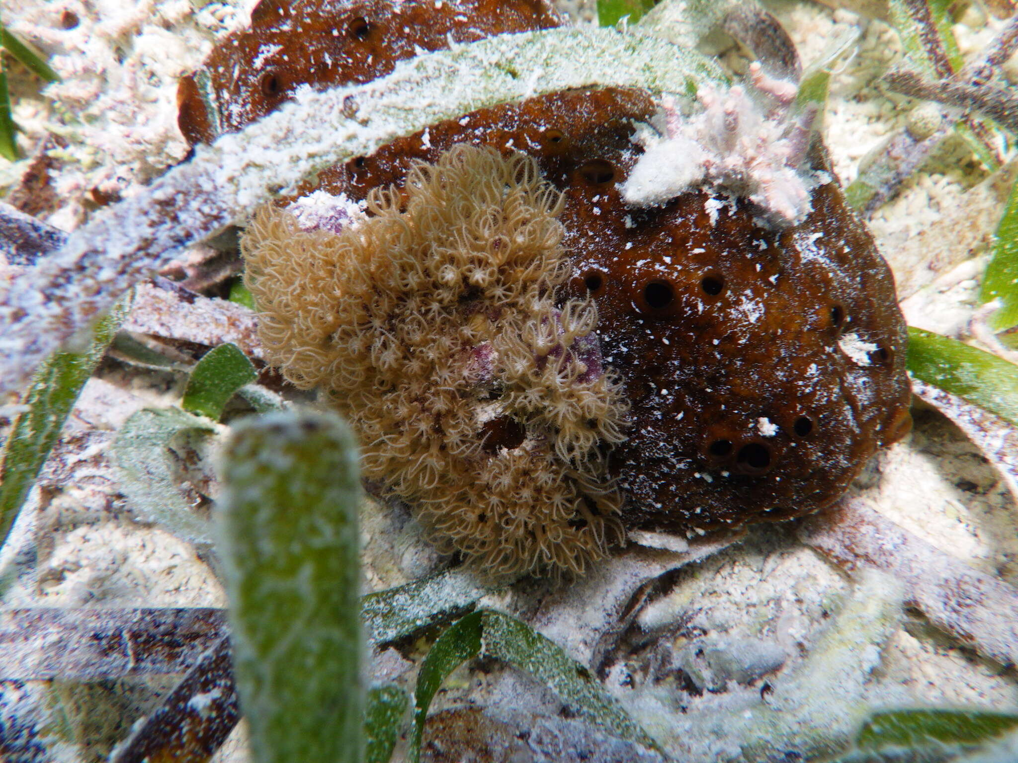 Image of corky sea finger